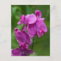 Sweet Pea Pretty Pink Wildflower Postcard