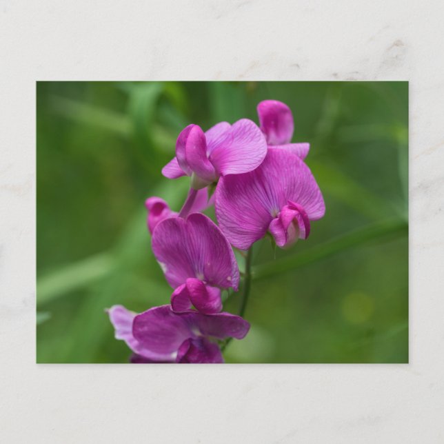 Sweet Pea Pretty Pink Wildflowers Postcard (Front)
