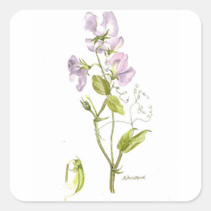 sweet pea square sticker
