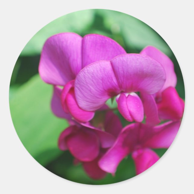 Sweet Pea Stickers (Front)