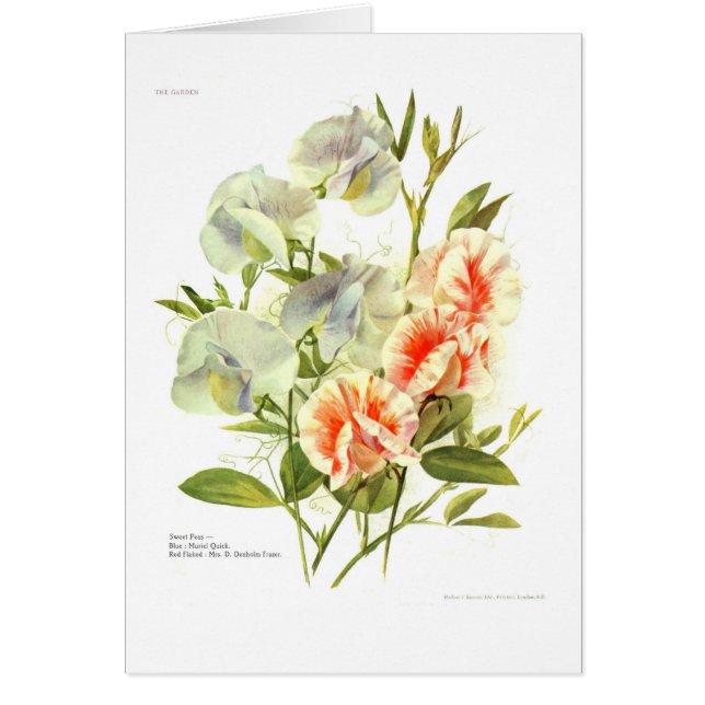 Sweet Peas (Front)