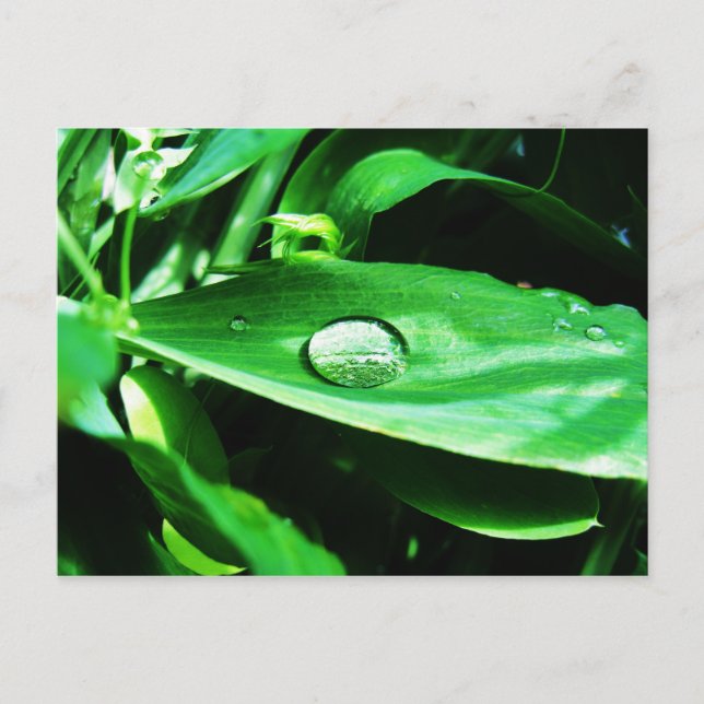 Sweet Peas and Rain Postcard (Front)