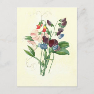 Sweet peas by Pierre-Joseph Redouté Postcard