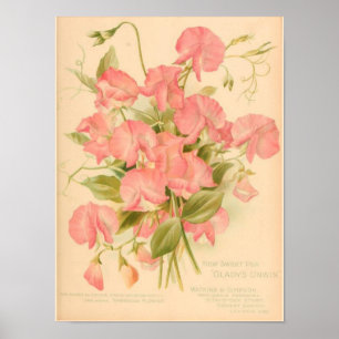 Sweet Peas Flowers Poster