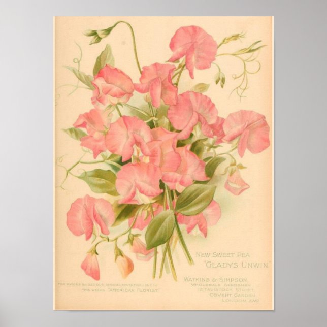 Sweet Peas Flowers Poster (Front)