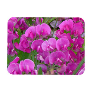 Sweet Peas Flowers Premium Magnet
