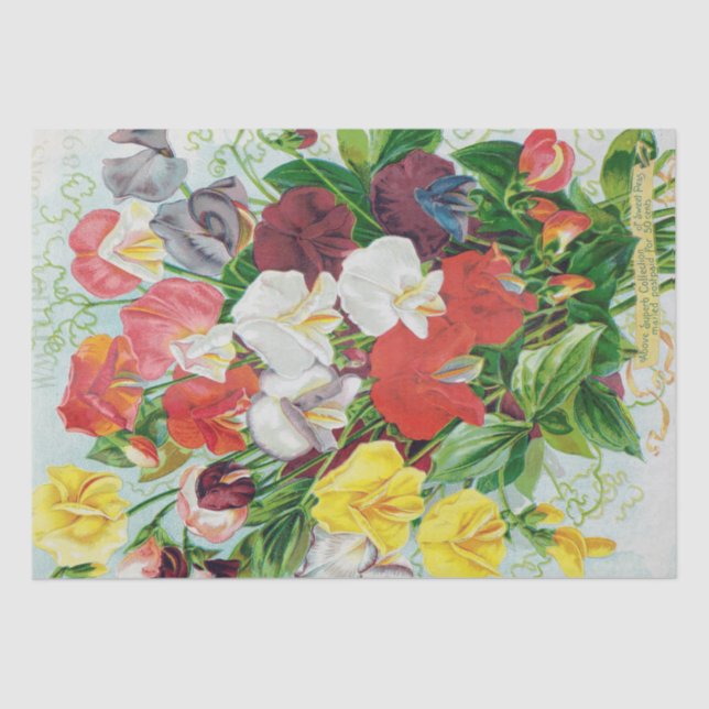 Sweet Peas of 1897 Tissue Paper (Front)