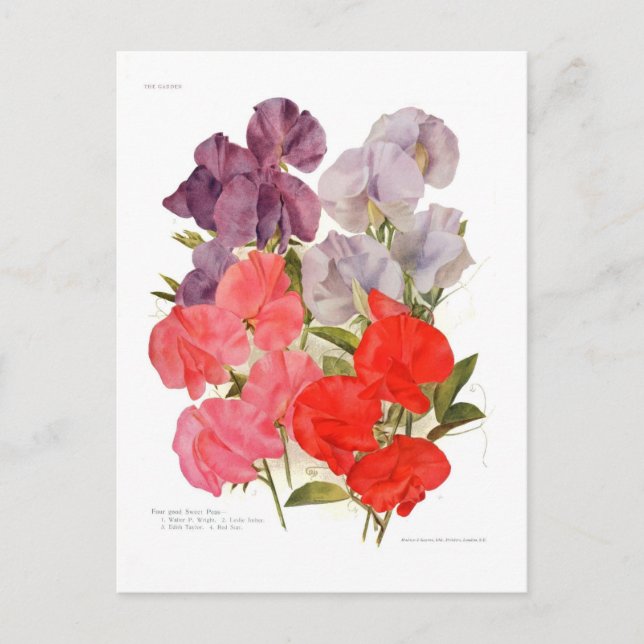 Sweet Peas Postcard (Front)
