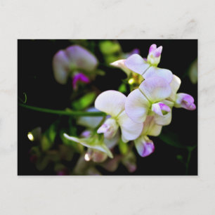 Sweet Peas Postcard