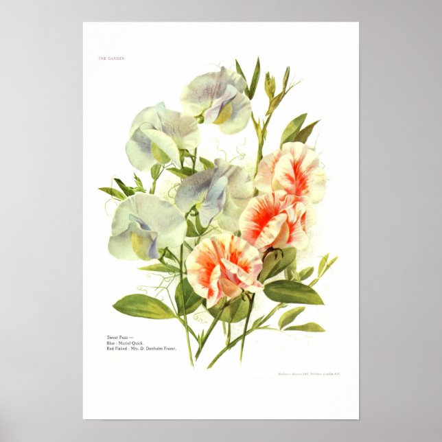 Sweet Peas Poster (Front)