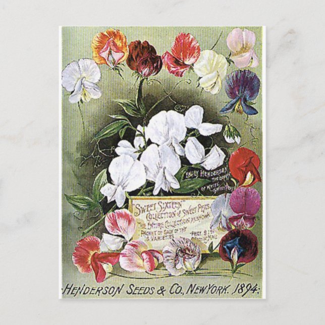 sweet peas seeds postcard (Front)