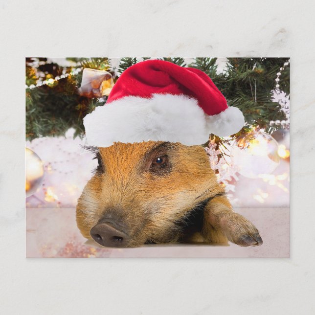 Sweet Pig In Santa Hat Christmas Tree Holiday Postcard (Front)