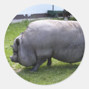 Sweet Piggy Animal Farm Classic Round Sticker