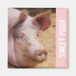 Sweet Piggy Magnet