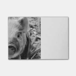sweet piglet, black white post-it notes