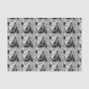 sweet piglet, black white tissue paper
