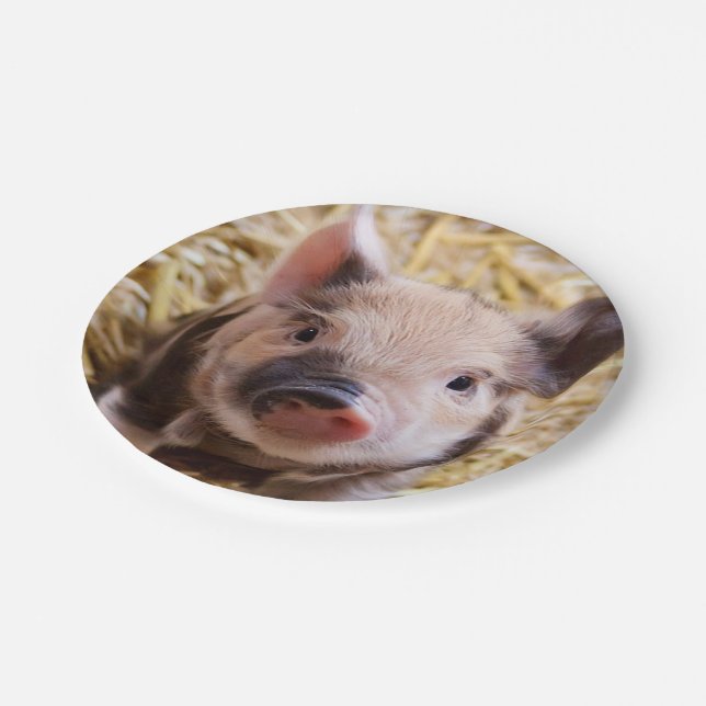 sweet piglet paper plate (Angled)