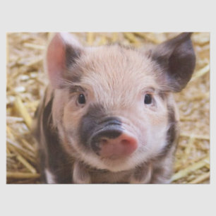 Sweet Piglet Tissue Paper