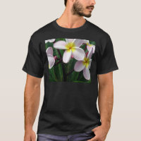 Sweet Pink and Yellow Plumeria Flowers
