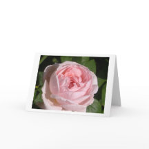 Sweet Pink Rose Greeting or Note Cards