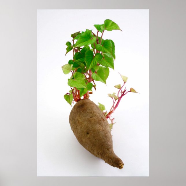 Sweet potato plant sprouts poster (Front)