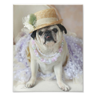Sweet Pug in Straw Hat Print