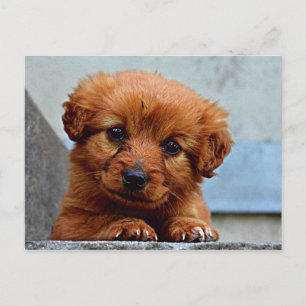 Sweet Pup Postcard