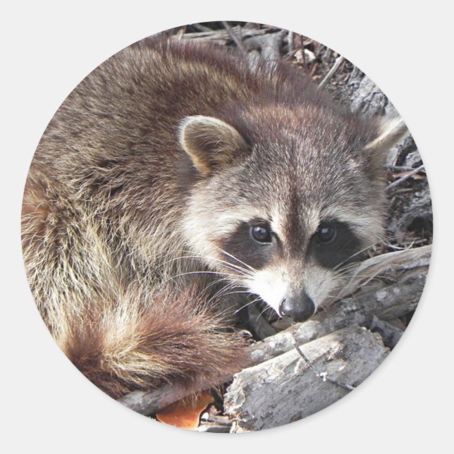 Sweet Racoon Classic Round Sticker (Front)