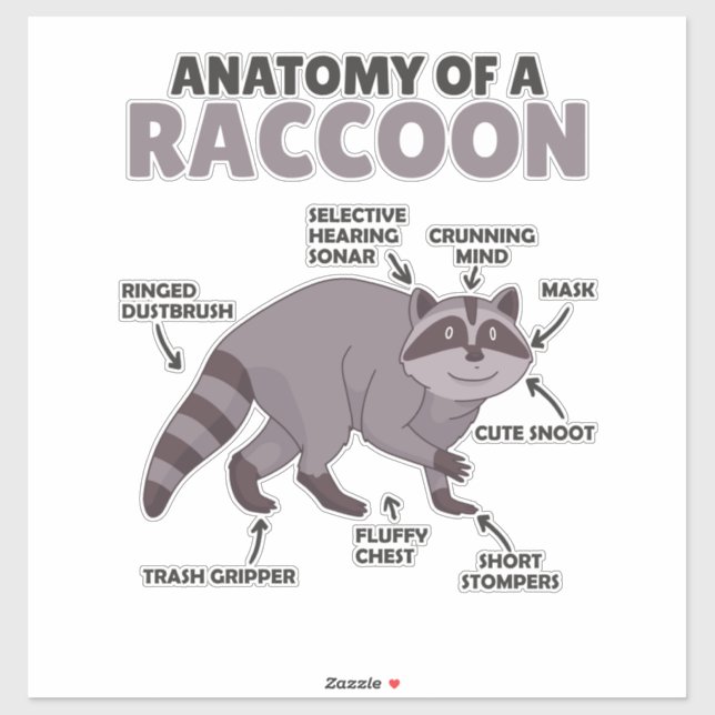 Sweet Racoon Explanation Anatomy Of A Racoon (Sheet)