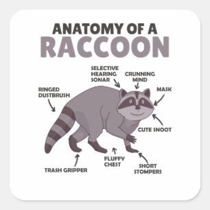 Sweet Racoon Explanation Anatomy Of A Racoon Square Sticker