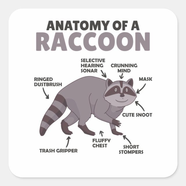 Sweet Racoon Explanation Anatomy Of A Racoon Square Sticker (Front)