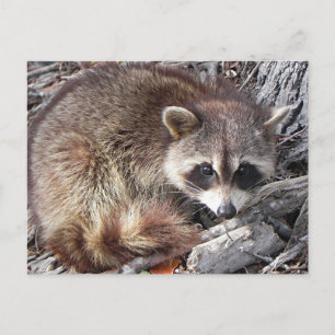 Sweet Racoon Postcard
