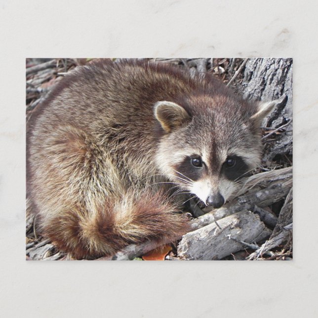 Sweet Racoon Postcard (Front)