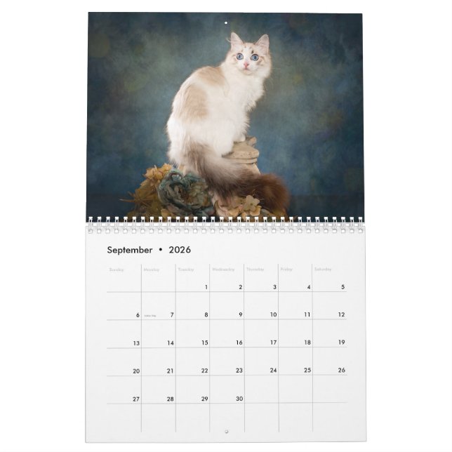 Sweet Ragdoll Kittens Calendar (Sep 2026)