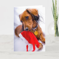 Sweet Red Long Hair Dachshund