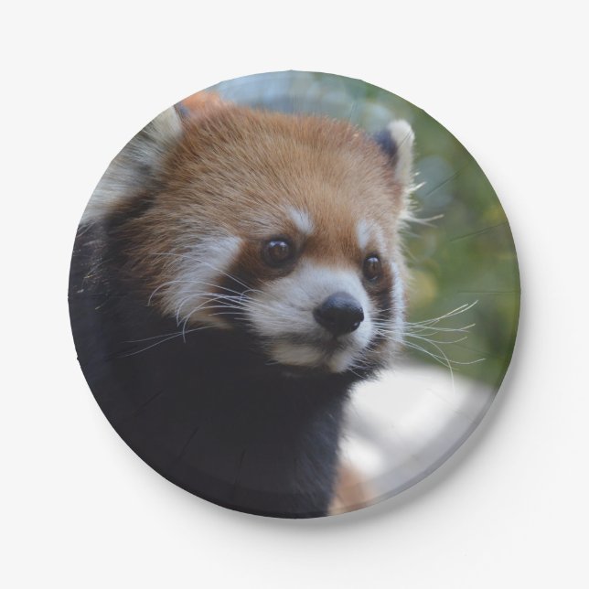 Sweet Red Panda Bear Paper Plate (Front)