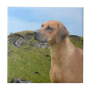 Sweet Rhodesian Ridgeback Dog Tile