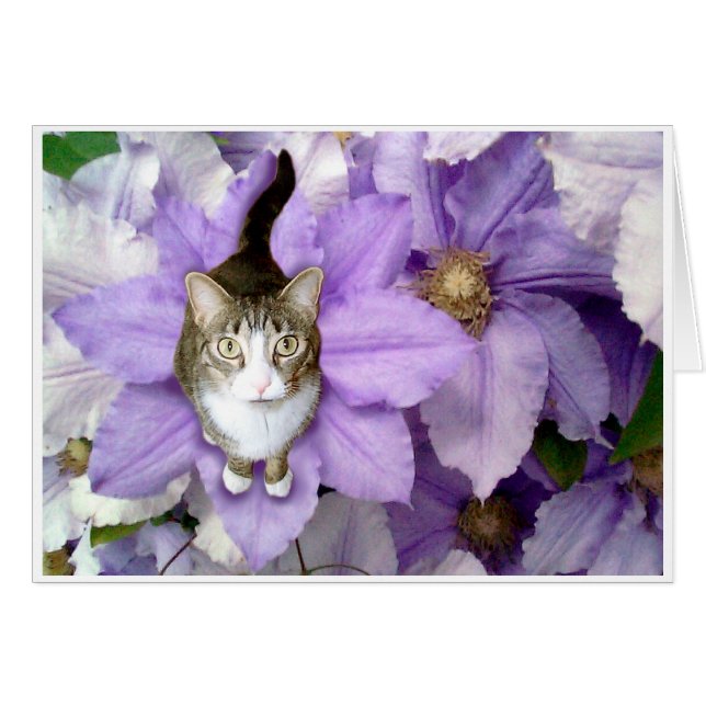 Sweet Sam (Front Horizontal)