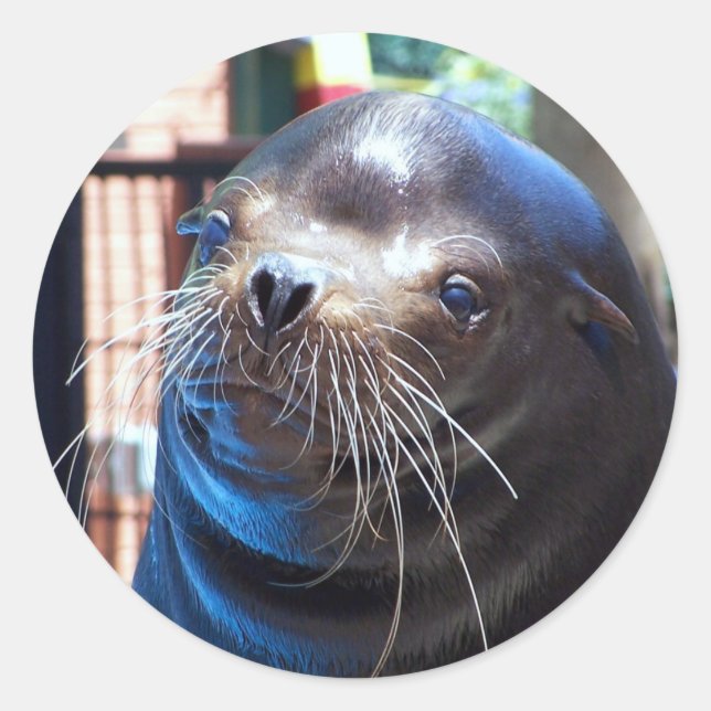 Sweet Sea Lion Classic Round Sticker (Front)