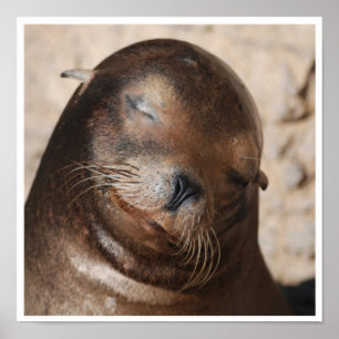 Sweet Sea Lion Poster