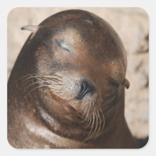 Sweet Sea Lion Stickers