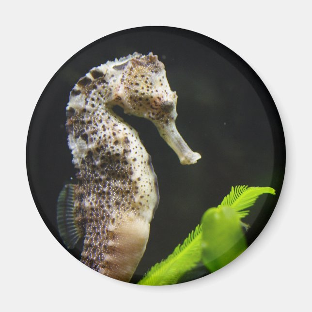Sweet Seahorse Magnet (Front)