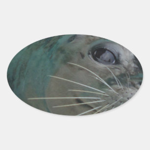 Sweet Seal