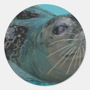 Sweet Seal