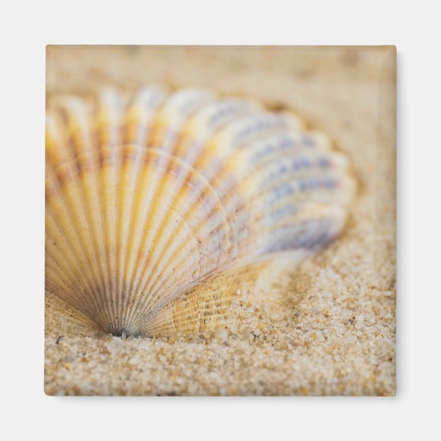 Sweet Seashell Magnet (Front)