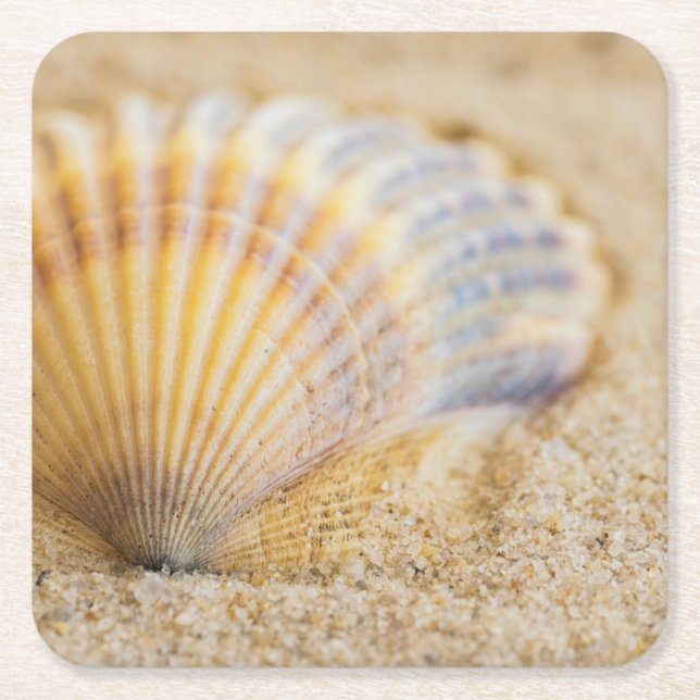 Sweet Seashell Square Paper Coaster (Front)