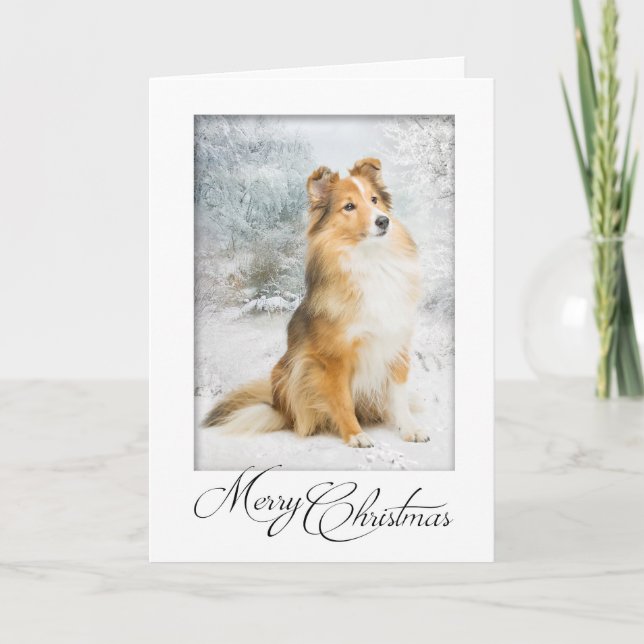 Sweet Sheltie Christmas Card (Front)