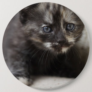 Sweet Shy Tortoiseshell Baby 6 Cm Round Badge