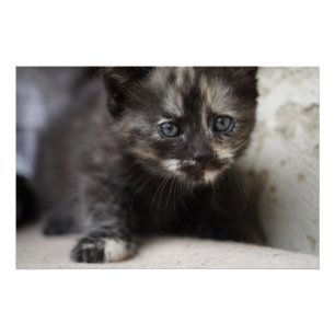 Sweet Shy Tortoiseshell Baby Poster