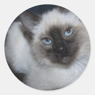 Sweet Siamese Classic Round Sticker